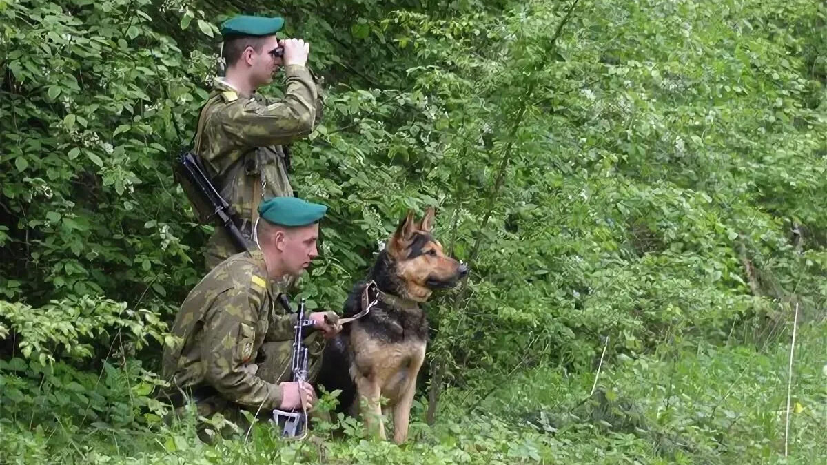 Картинка пограничник с собакой охраняет границу