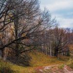 Ленивица осень