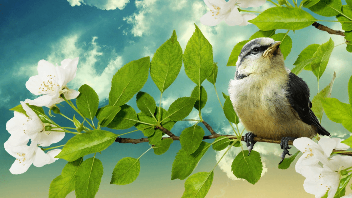 Птица поет на ветви. Природа птицы. Утро солнце птицы.