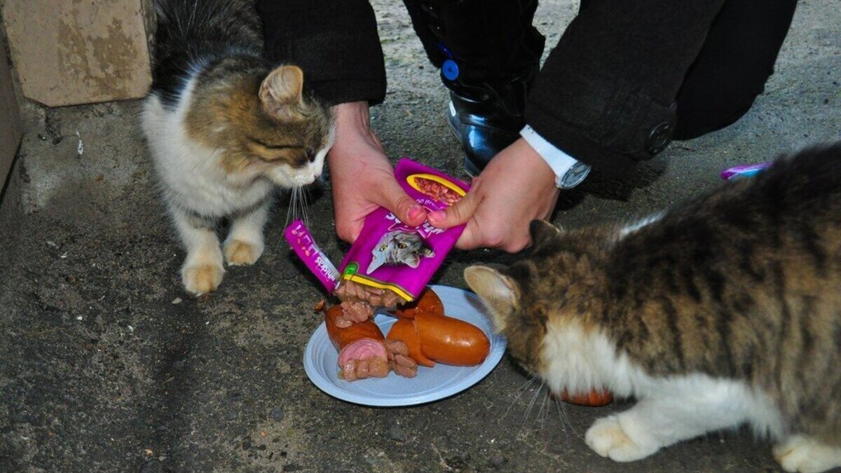 Улица голодный. Кормление бездомных кошек. Покорми бездомную кошку. Кормление кошек на улице. Кормить бездомных животных.