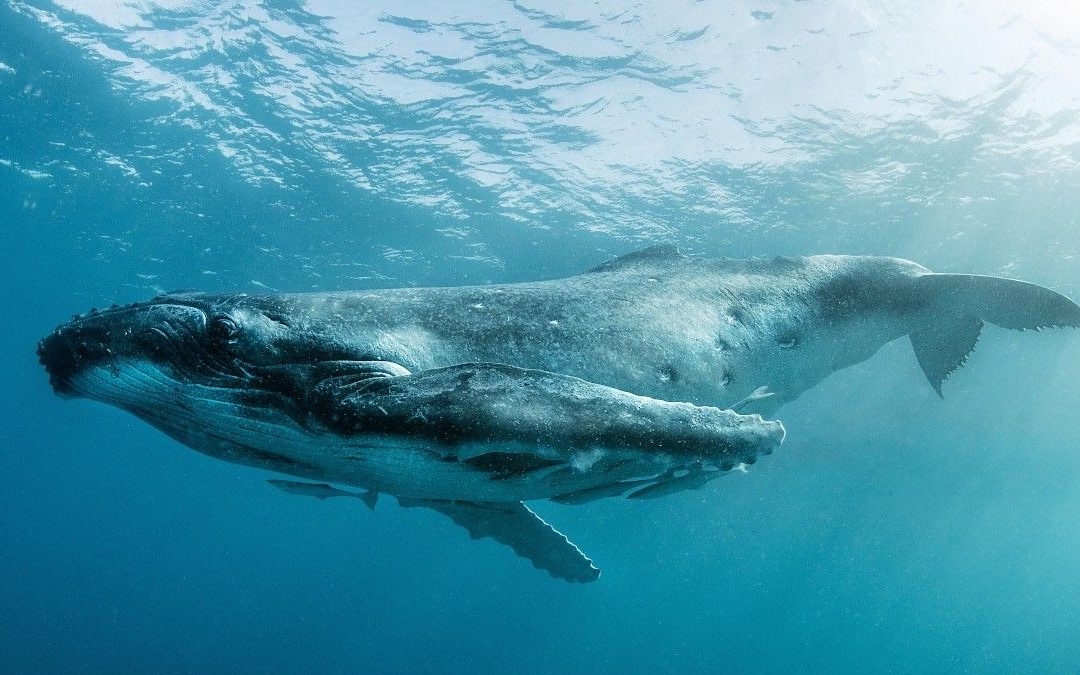 Живёт в море синий кит